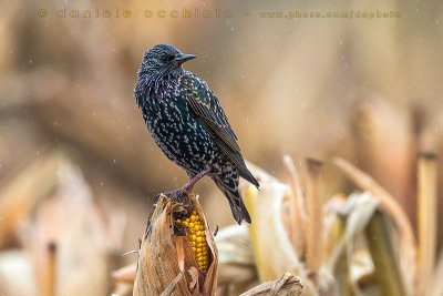 Common Starling (Sturnus vulgaris granti)