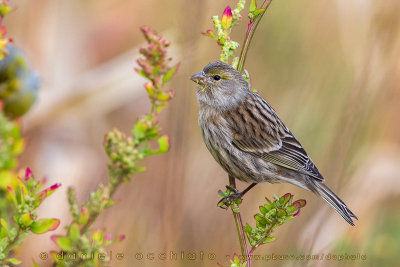 Atlantic Canary (Serinus canaria)