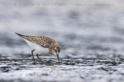 White-rumped Sandpiper (Calidris fuscicollis)