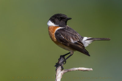 European Stonechat (Saxicola rubicola)