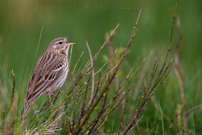 Tree Pipit (Anthus trivialis)