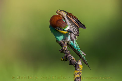 Bee-eater (Merops apiaster)