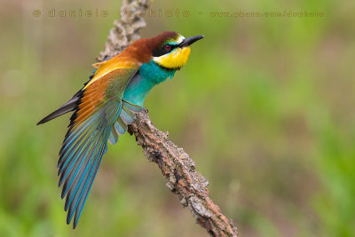 Bee-eater (Merops apiaster)