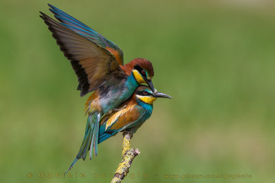 Bee-eater (Merops apiaster)