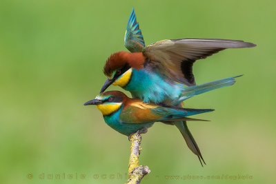 Bee-eater (Merops apiaster)