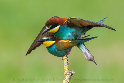 Bee-eater (Merops apiaster)