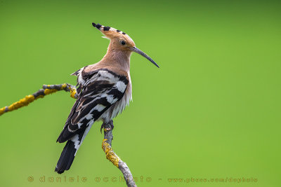 Hoopoe (Upupa epops)