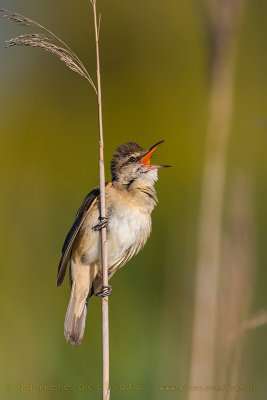 Great Reed Warbler (Acrocephalus arundinaceus)