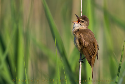 Great Reed Warbler (Acrocephalus arundinaceus)