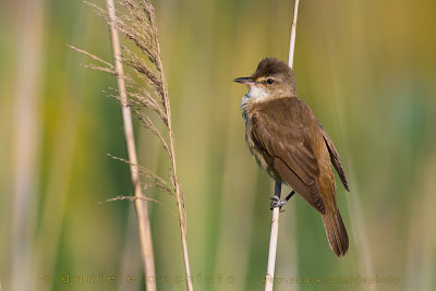 Great Reed Warbler (Acrocephalus arundinaceus)