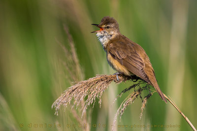 Great Reed Warbler (Acrocephalus arundinaceus)