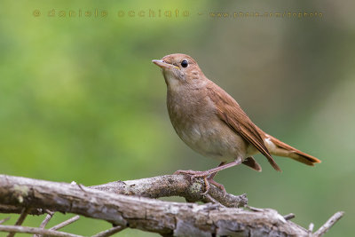 Nightingale (Luscinia megarhynchos)