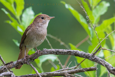 Nightingale (Luscinia megarhynchos)