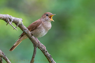 Nightingale (Luscinia megarhynchos)
