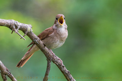 Nightingale (Luscinia megarhynchos)