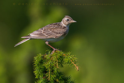 Eurasian Skylark (Alauda arvensis)