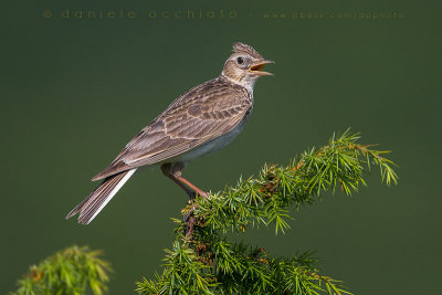 Eurasian Skylark (Alauda arvensis)