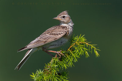 Eurasian Skylark (Alauda arvensis)