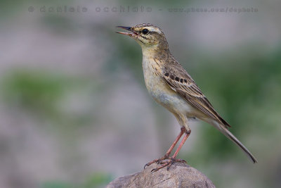 Tawny Pipit (Anthus campestris)