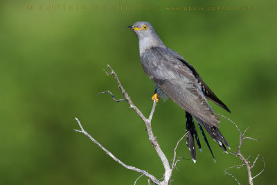 Common Cuckoo (Cuculus canorus)