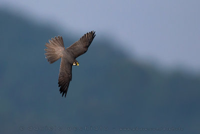 Northern Hobby (Falco subbuteo)