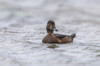 Ring-necked Duck (Aythya collaris)