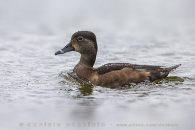 Ring-necked Duck (Aythya collaris)