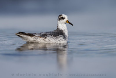 Grey Phalarope (Falaropo beccolargo)