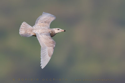 Glaucous Gull (Larus hyperboreus)