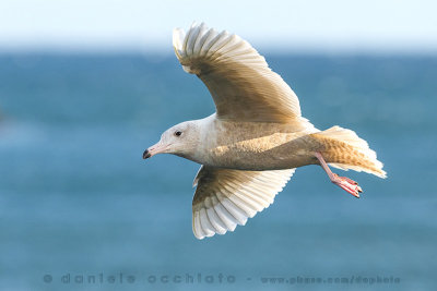 Glaucous Gull (Larus hyperboreus)