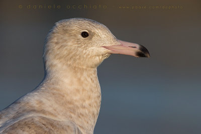 Glaucous Gull (Larus hyperboreus)