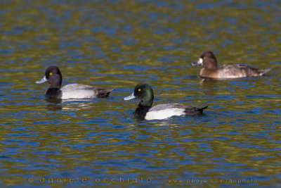 Greater Scaup (Aythya marila) and Lesser Scaup (Aythya affinis)