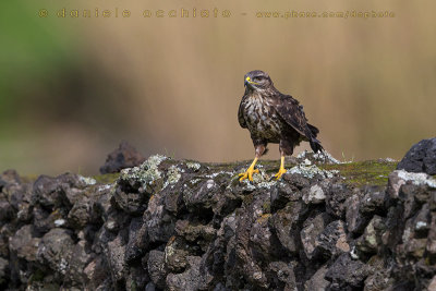 Azores Buzzard (Buteo buteo rothschildi)