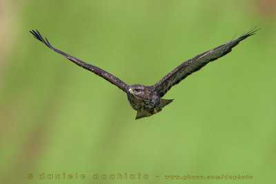 Azores Buzzard (Buteo buteo rothschildi)