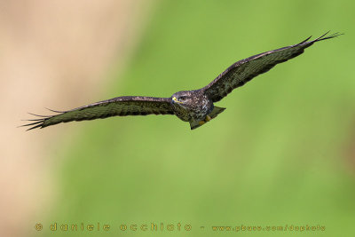 Azores Buzzard (Buteo buteo rothschildi)