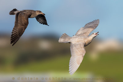 Glaucous Gull (Larus hyperboreus)