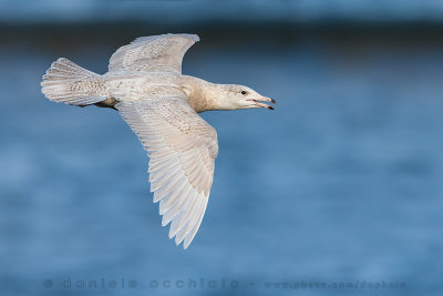 Glaucous Gull (Larus hyperboreus)