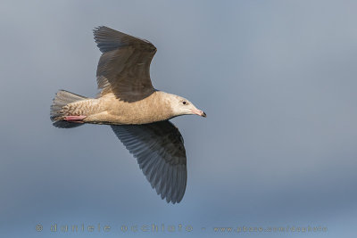 Glaucous Gull (Larus hyperboreus)