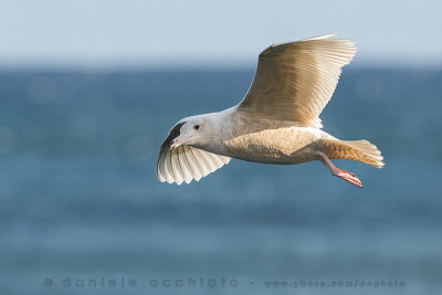 Glaucous Gull (Larus hyperboreus)