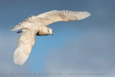 Glaucous Gull (Larus hyperboreus)