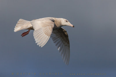 Glaucous Gull (Larus hyperboreus)