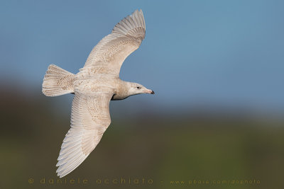 Glaucous Gull (Larus hyperboreus)