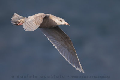 Glaucous Gull (Larus hyperboreus)