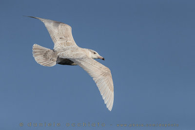 Glaucous Gull (Larus hyperboreus)