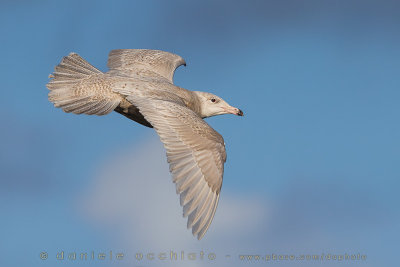 Glaucous Gull (Larus hyperboreus)