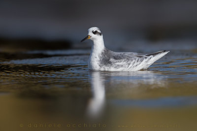 Grey Phalarope (Phalaropus fulicarius)