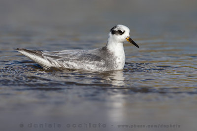 Grey Phalarope (Phalaropus fulicarius)