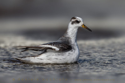 Grey Phalarope (Phalaropus fulicarius)