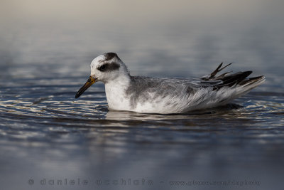 Grey Phalarope (Phalaropus fulicarius)