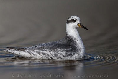 Grey Phalarope (Phalaropus fulicarius)